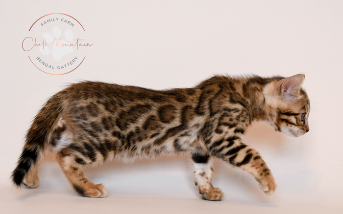 Bengal kitten for sale
